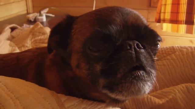 Самая страшная собака/fearful dog смотреть онлайн