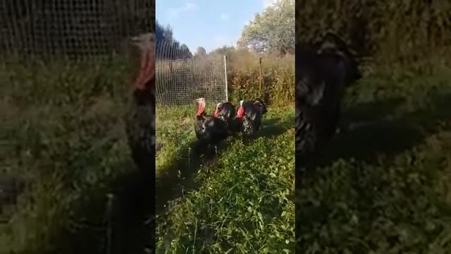 Самцы Бронза 708. Мои любимые бандюки и драчуны. смотреть онлайн