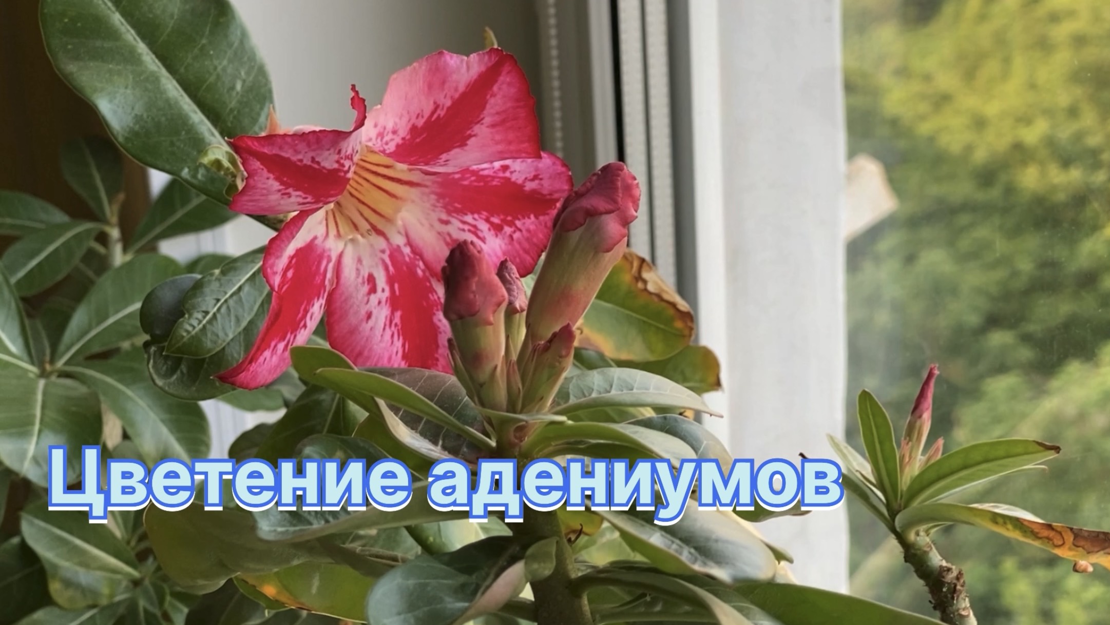 Как в моем садочке, розочка цвела :) Цветет ли хоть кто-нибудь? Смотрины. 2 июля 2024 г. смотреть онлайн