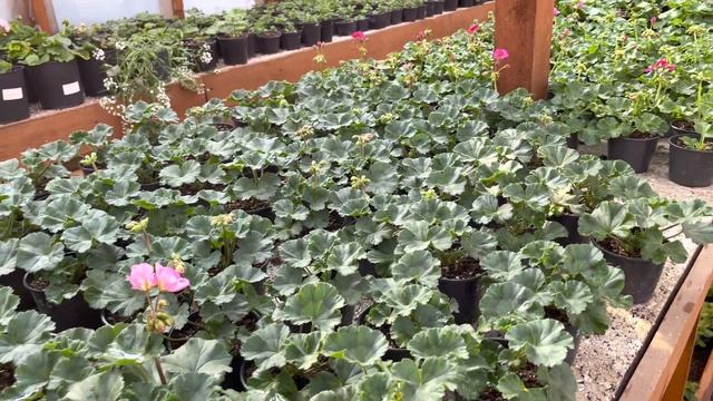 Распродажа пеларгоний миксами на осень . Успевайте сделать заказ . смотреть онлайн