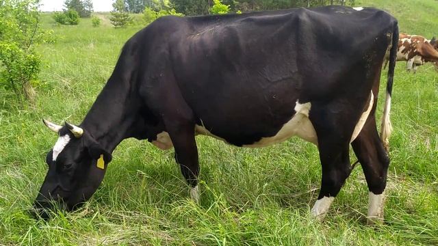 ГОЛШТИНКА. Голштинская порода коров смотреть онлайн