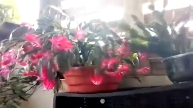 O SEGREDO DA FLOR DE MAIO | CHEGA DE SER ENGANADO смотреть онлайн