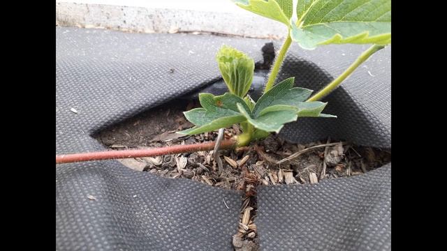 Как разводить клубнику на укрывном материале. Не удаляйте усы после плодоношения. смотреть онлайн