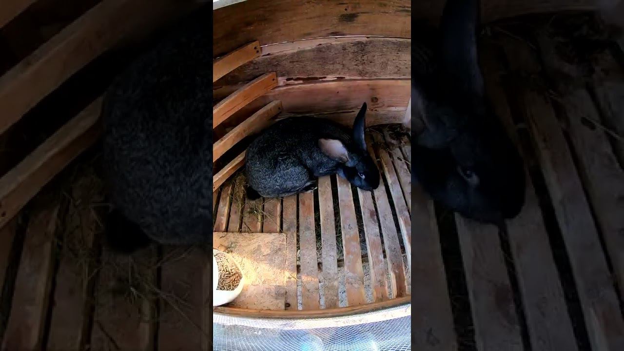 Поменял КРОЛИКА на КРОЛЬЧИХУ. смотреть онлайн