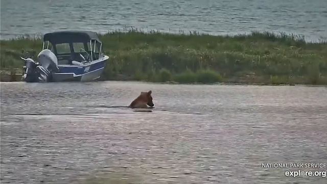 Дорога в лес продолжается# Katmai National Park, Alaska смотреть онлайн
