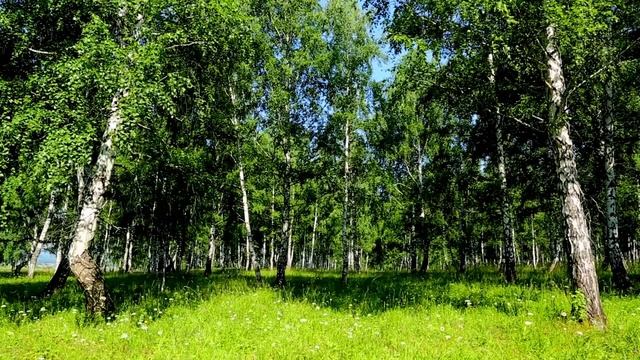 The sound of birds in late spring • Birch forest смотреть онлайн