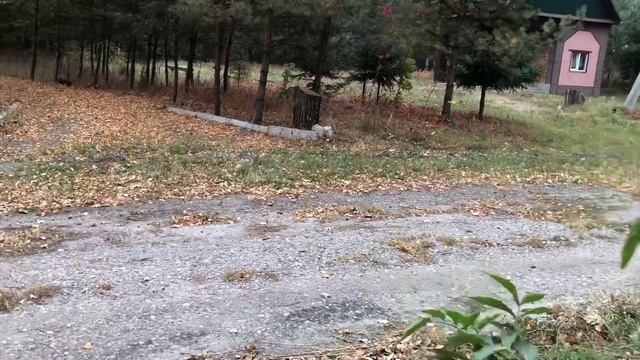 НЕКТАРНЫЙ ТОКСИКОЗ МЕДОНОСНЫХ ПЧЁЛ. смотреть онлайн