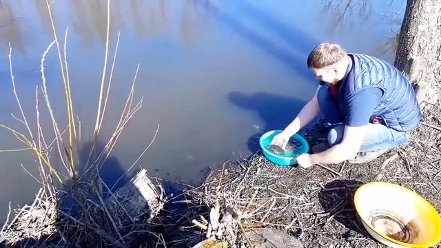 Разводим рыбу в пруду на даче????? смотреть онлайн