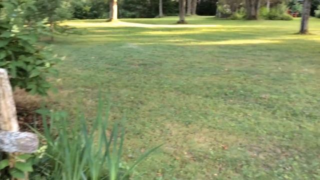 Crocosmias Lucifer смотреть онлайн