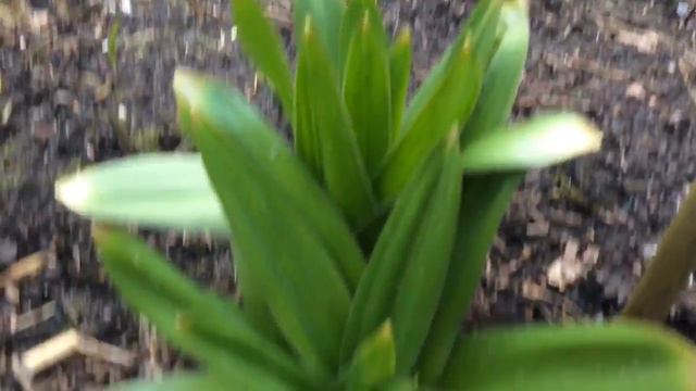 How to plant Allium Globemaster (part 2) смотреть онлайн