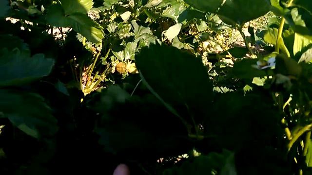 Клубника, сорт Азия, среднеранняя. Зреет. смотреть онлайн