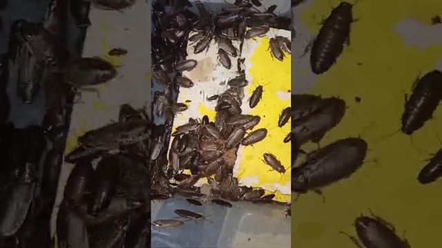 Как мраморные тараканы едят кусочек хлеба. смотреть онлайн