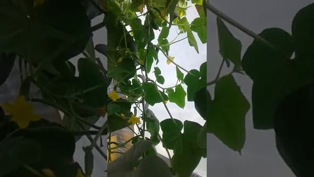 Огурец Меренго,Бьерн.Второй месяц плодоношение.Активный рост пасынков и огурцов.ч.2 смотреть онлайн