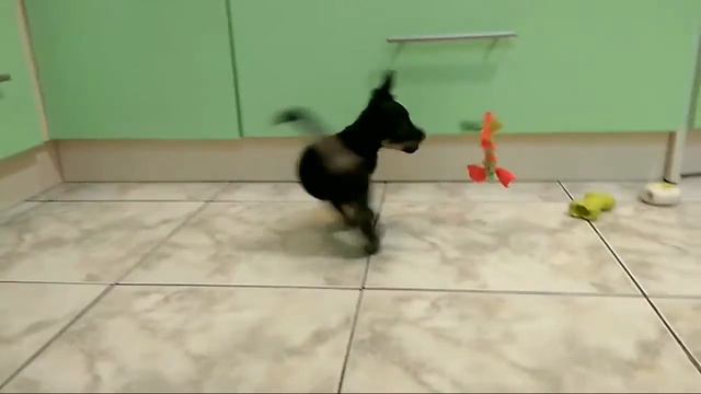 Той-терьер длинношерстный, 60 ней, в продаже! смотреть онлайн