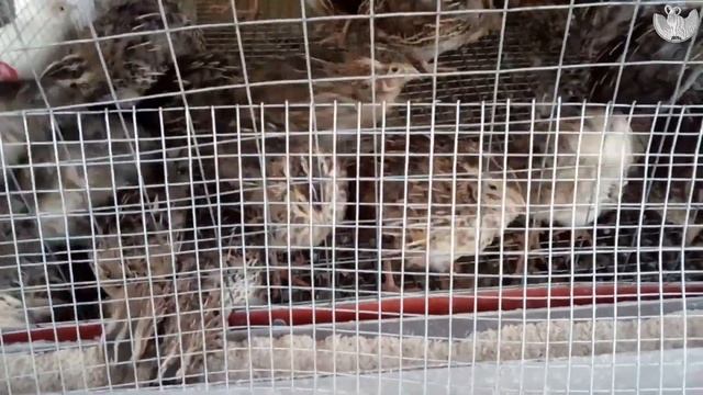 #жидкий #помет #птица # #понос смотреть онлайн