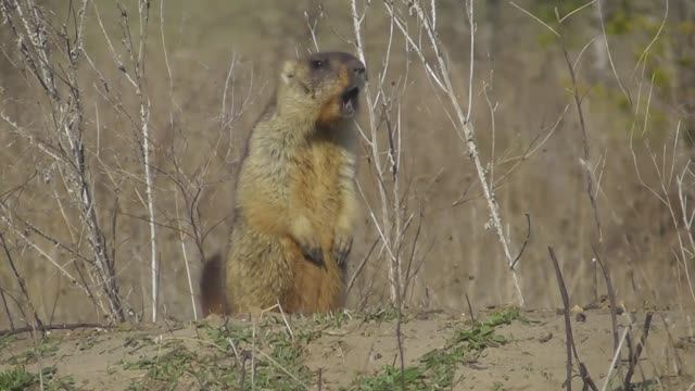 Молодой сурок байбак ( Marmota bobak ) смотреть онлайн
