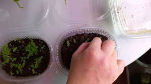 первая пикировка глоксиний ???#глоксинии #пикировка #комнатные цветы из семян