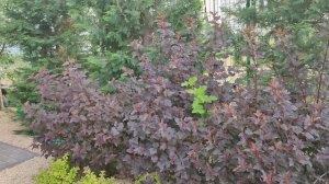 Пузыреплодник. мой опыт выращивания