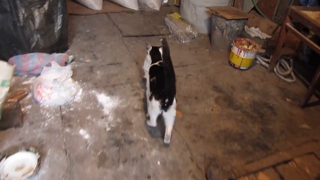 Кошка несет котенка. Заботливая кошка. mother cat saves kitten смотреть онлайн