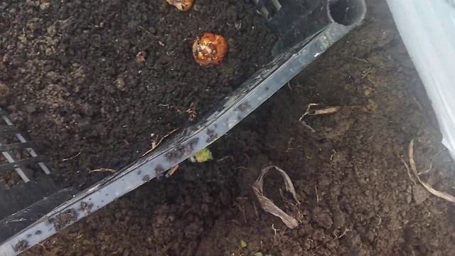 Оригінальні методи посадки тюльпанів. смотреть онлайн