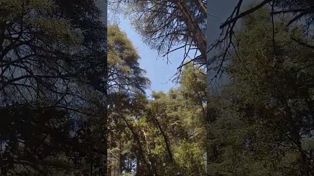 A walk in a forest #Nature #NoDesign #Beauty #Forest смотреть онлайн