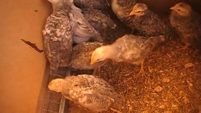 ЦЫПЛЯТА содержание кормление с клушей и без // ПТИЦА смотреть онлайн