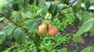 Груша ГЕРБЕРТ ХУТТ / Перспективный сорт в нашей коллекции