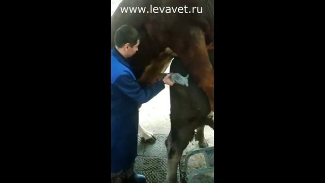 Техника взятия семяни у быков производителей