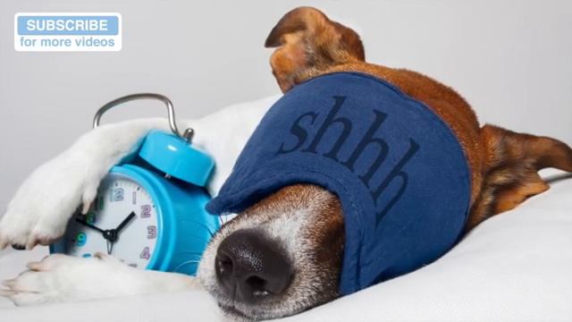Sonidos y musica suave para perros, mejora la ansiedad por separacion смотреть онлайн