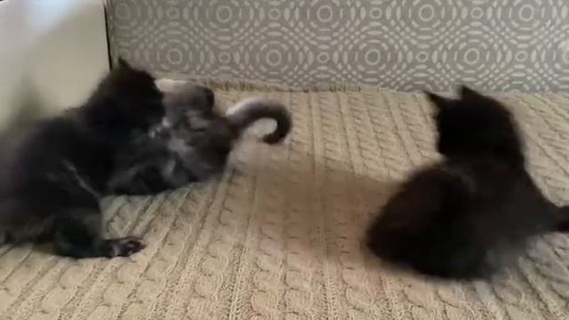 Мейн-кун. Котята. Толстенькие и смешные. Maine coon. Kittens. Fat and funny. смотреть онлайн