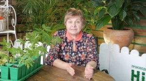 Когда высаживать рассаду в грунт ✅ Советы эксперта на HitsadTV