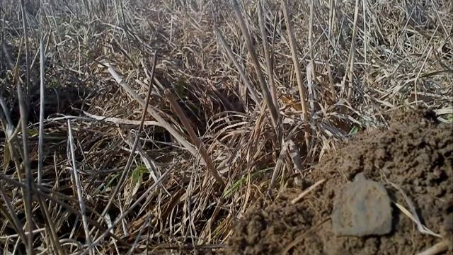 Поиски монет 2012! смотреть онлайн