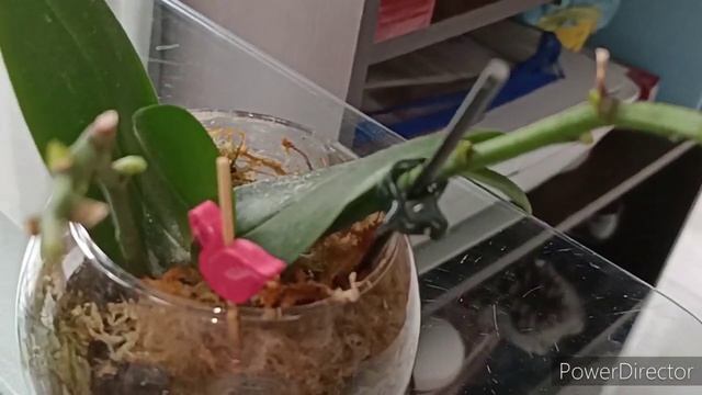 Счастье орхомана-активный рост орхидей!?✌️Фото и названия? смотреть онлайн