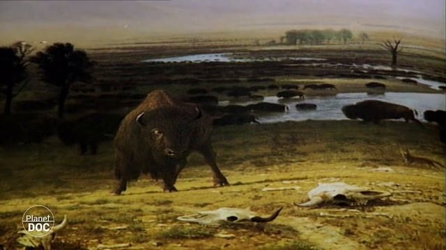 Yellowstone National Park - Full Documentary