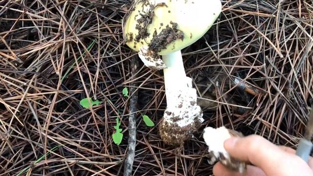 Her mantar avcısı bu mantarı tanımalı! Amanita phalloides - Köygöçüren mantarı смотреть онлайн