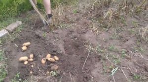 Урожай картофеля поврежденного градом.