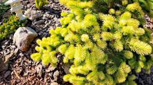 Редкие хвойные с ЗОЛОТЫМ приростом!🔥Остановись, мгновенье! Ты прекрасно! 🤩30 мая 2024г