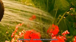 Куда сходить в Адлере и в Сочи самостоятельно: что посетить, что посмотреть