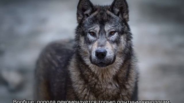 Волкособы: описание породы, размер собак смотреть онлайн