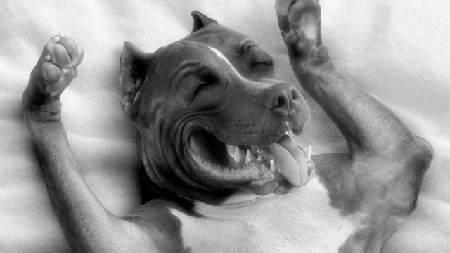 RARE DOGS LAUGHING | Sound Effect [High Quality] смотреть онлайн