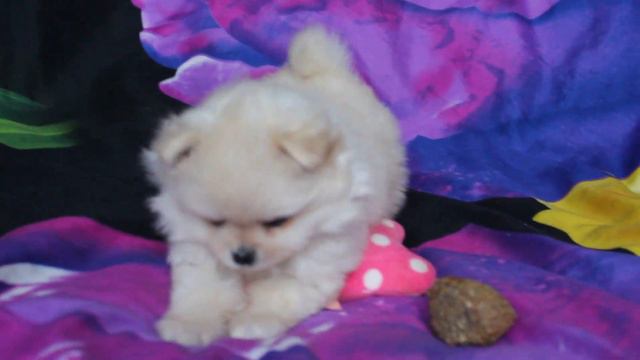 MVI 0290Мальчик шпиц миниатюра кремовый