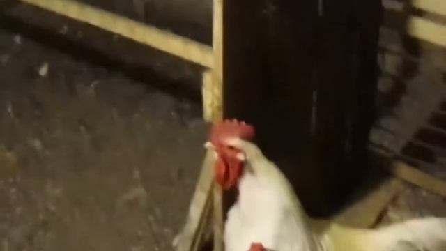 Хитрая Лиса. Лису застукали в курятнике смотреть онлайн