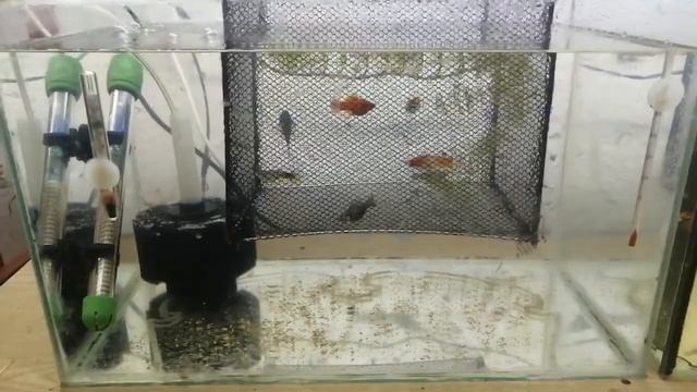 Каряга для аквариума(как сделать декор своими руками в аквариуме) смотреть онлайн