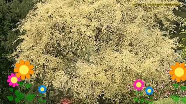 Вяз мелколистный на штамбе Гейша. Краткий обзор, описание характеристик ulmus parvifolia Geisha смотреть онлайн