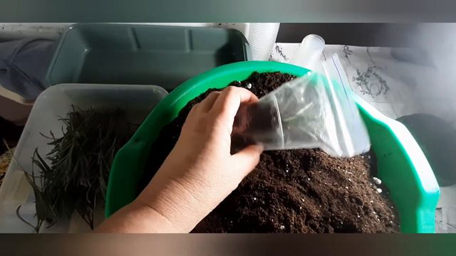 Легкий способ укоренения лаванды. Лаванда черенками .(результат покажу позже ) смотреть онлайн