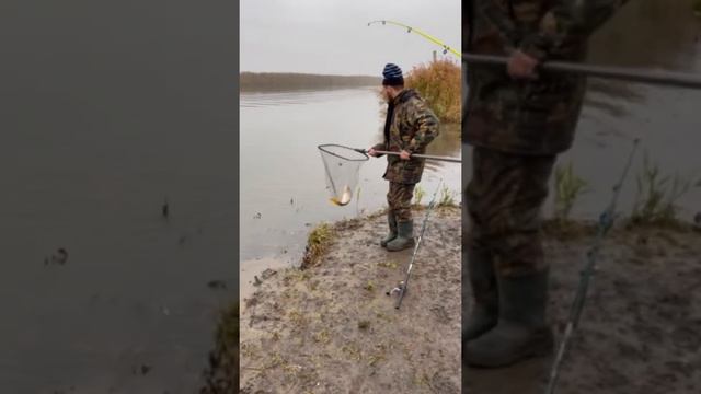 СУМАСШЕДШИЙ КЛЕВ КАРПА .Рыбалка Двое Суток 4-5 Ноября смотреть онлайн