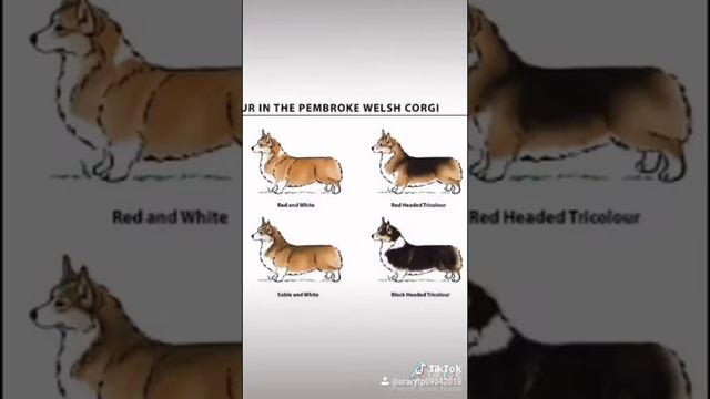 Woof Team House различия между корги Пемброком и Кардиганом смотреть онлайн