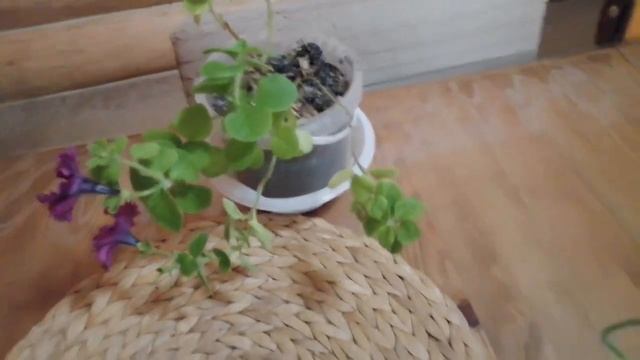 У меня уже цветёт бархатная петуния! Красотка! смотреть онлайн