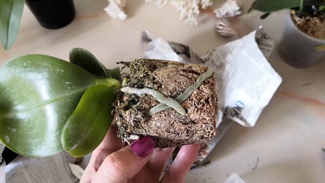 ?РАСПАКОВКА?НОВИНКИ орхидеи из Азии почтой?Цветут #фаленопсисы Анаконда, Kenneth Schubert '78' смотреть онлайн