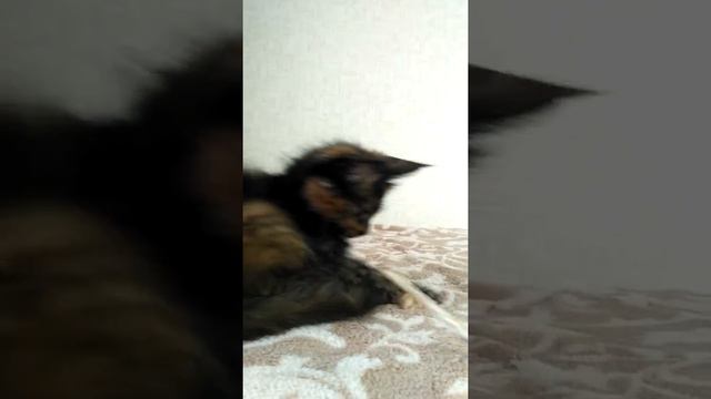 Maine coon Matryona смотреть онлайн